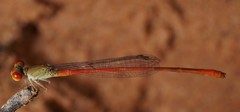 Ceriagrion praetermissum