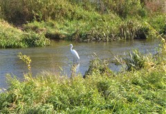 Ardea alba