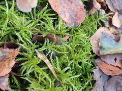 Eurhynchium angustirete