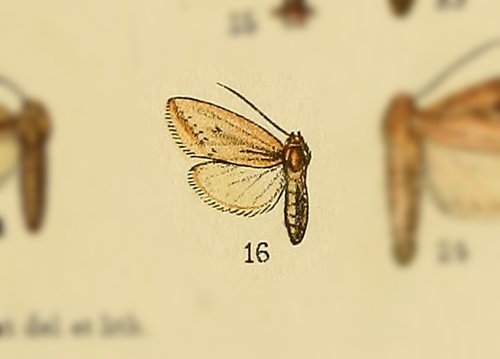Acrapex roseotincta