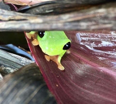 Agalychnis moreletii image