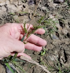 Echinochloa crus-pavonis