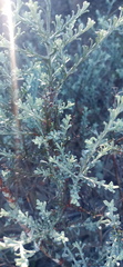 Helichrysum excisum