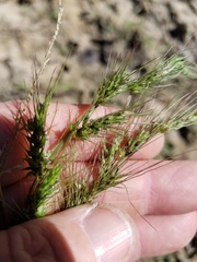 Echinochloa crus-pavonis