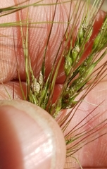 Echinochloa crus-pavonis