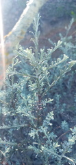 Helichrysum excisum