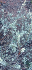 Helichrysum excisum