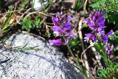 Polygala nicaeensis