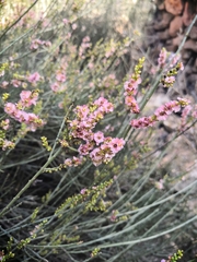 Salsola genistoides