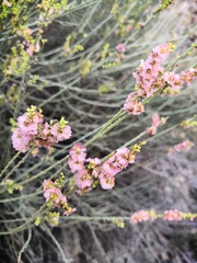 Salsola genistoides