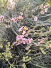 Salsola genistoides