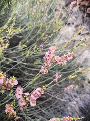 Salsola genistoides
