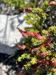 Erica monadelphia