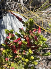 Erica monadelphia