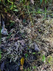 Eragrostis hypnoides