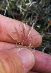 Eragrostis hypnoides