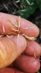 Eragrostis hypnoides