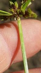 Cyperus acuminatus