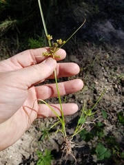 Cyperus acuminatus