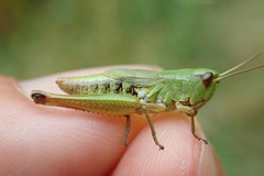 Pseudochorthippus parallelus parallelus