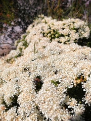 Campulipus limbatus