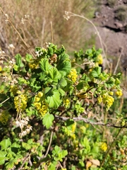 Ribes punctatum