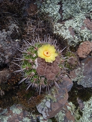 Parodia mammulosa