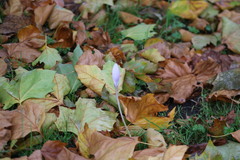 Crocus nudiflorus