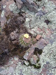 Parodia mammulosa