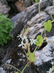Echinopepon pubescens