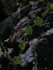 Echinopepon pubescens