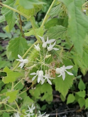 Echinopepon pubescens