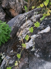 Echinopepon pubescens
