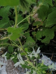 Echinopepon pubescens