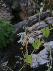 Echinopepon pubescens
