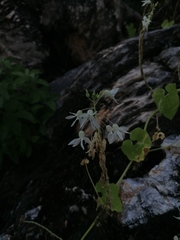 Echinopepon pubescens