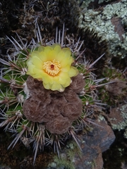 Parodia mammulosa