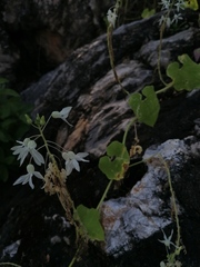 Echinopepon pubescens