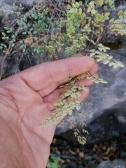 Argyrochosma formosa