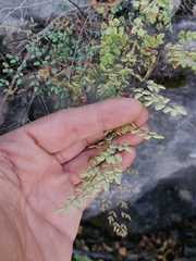 Argyrochosma formosa