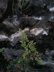 Argyrochosma formosa