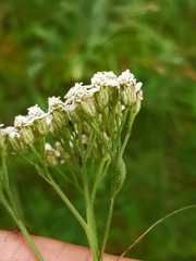 Achillea setacea