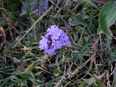 Glandularia venturii