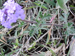Glandularia venturii