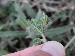 Glandularia venturii