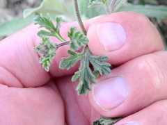 Glandularia venturii