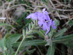 Glandularia venturii