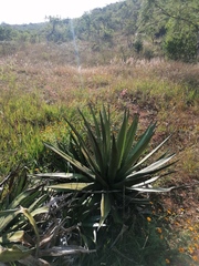 Agave convallis