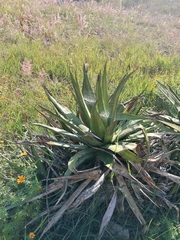 Agave convallis