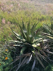 Agave convallis